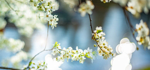 flowering spring cherry tree close-up and light bokeh