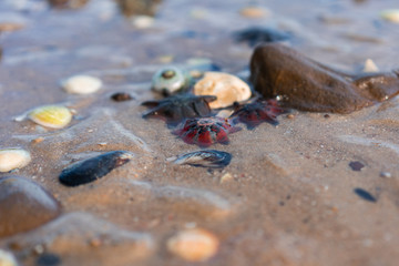 starfish on the beach