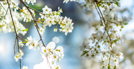 flowering spring cherry tree close-up and light bokeh