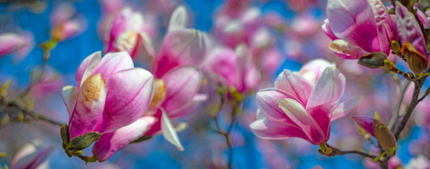 Fototapeta na wymiar pink magnolia flowers on a flowering magnolia tree