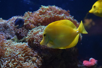 Zebrasoma is a genus of surgeonfishes native to the Indian and Pacific Oceans. They have disc-shaped bodies and sail-like fins