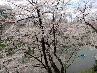 都会の花見