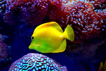 Naklejka na ściany i meble Zebrasoma is a genus of surgeonfishes native to the Indian and Pacific Oceans. They have disc-shaped bodies and sail-like fins