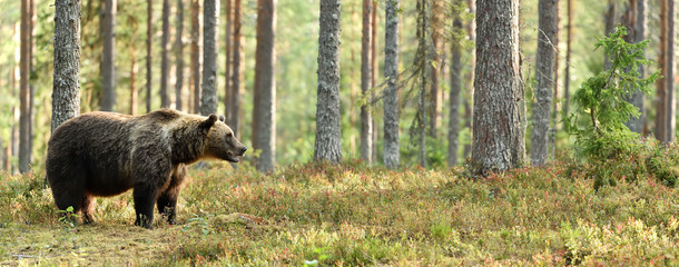 Brown bear in forest panorama