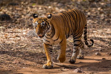 A wild tigress ( panthera tigris ) from tourism area on a morning stroll at Ranthambore National Park, India