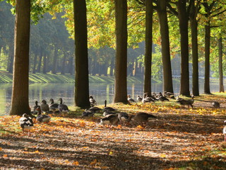 Enten in der Karlsaue, Kassel