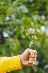 a man is holding a flower against the blurred background of trees and grass. bokeh, close-up, picnic, summer