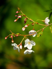枝先に開花した桜の花