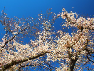 青空と満開の桜の花