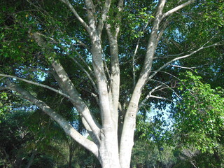 Tree white