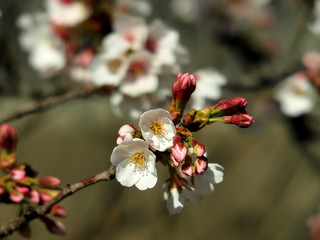 咲き始めた桜の花