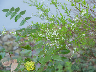 Pflanzengattung Blütensträucher gelbe Mahonien blühen zum Frühlingsanfang 