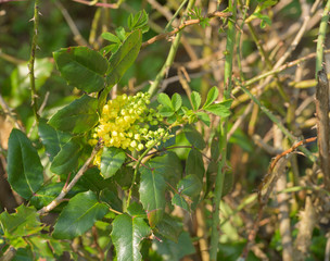 Pflanzengattung Blütensträucher gelbe Mahonien blühen zum Frühlingsanfang 
