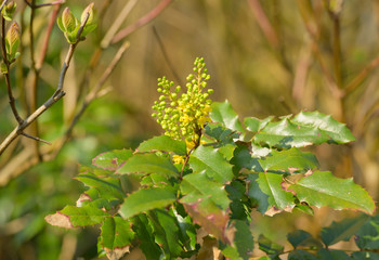 Pflanzengattung Blütensträucher gelbe Mahonien blühen zum Frühlingsanfang 
