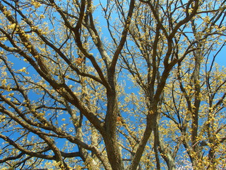 芽吹きの椚と青空