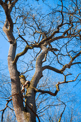 Big old oak tree against blue sky background in early spring