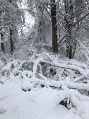 First Snowfall in my backyard
