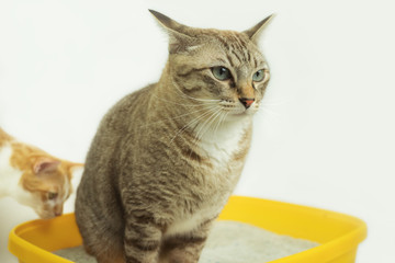 The excretion of cats is routine daily.