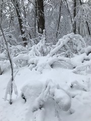 First Snowfall in my backyard