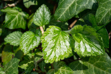 Frisches Frühlingsgrün