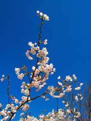 青空と桜の花