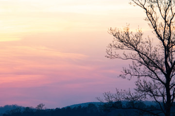 Fototapeta na wymiar tree on edge of pasture during hazy sunset