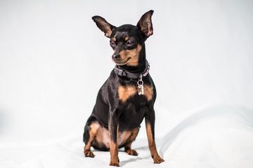 Miniature Pinscher
