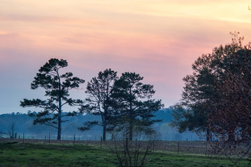 Obraz na płótnie Canvas tree on edge of pasture during hazy sunset