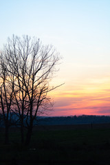 Obraz na płótnie Canvas tree on edge of pasture during hazy sunset