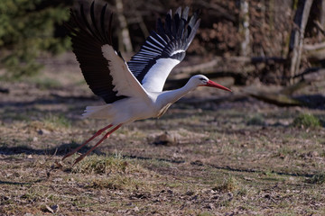 Cigogne blanche