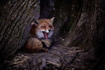 Naklejka premium Renard roux