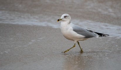 Ring Billed Gull