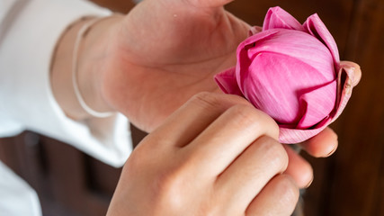 Lotus Flower Pub in hand