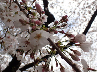 日本の桜の花