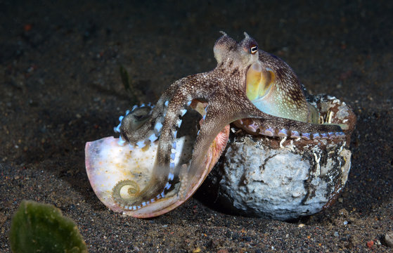 Incredible Underwater World - Coconut octopus - Amphioctopus marginatus. Diving and underwater photography. Tulamben, Bali, Indonesia.