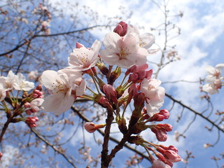 日本の桜の花