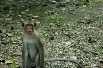 Long-tailed macaque  ( or crab-eating macaque ) sit on ground with copy space