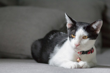 Cat lying on sofa and look at something with copy space