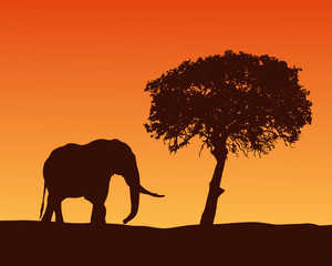 Realistic illustration with silhouette of elephant on safari in Africa. Acacia tree under orange sky with dawn, vector