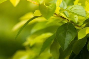 Close up nature view of green leaf on blurred green background with copy space