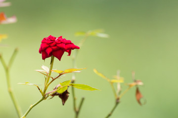 Rose branch on nature background with copy space
