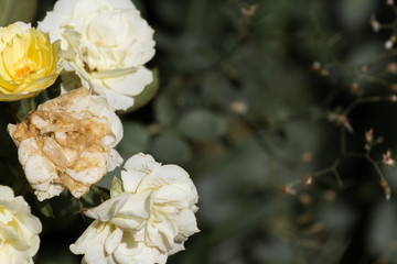 rotten rose on nature background with copy space
