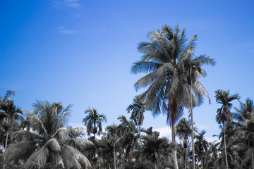 Fototapeta na wymiar Monochome coconut trees with blue sky , concept for nature