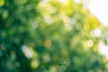 Blurred view of nature  in bokeh style background in the afternoon with colorful highlight