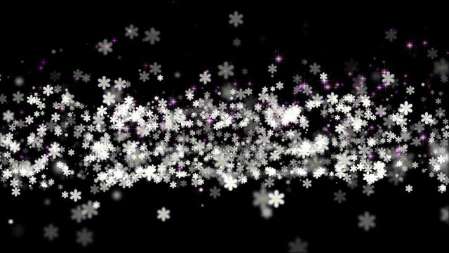 Pure White Daisies with Black Background.  Bright white flowers with colored sparkles on black background.