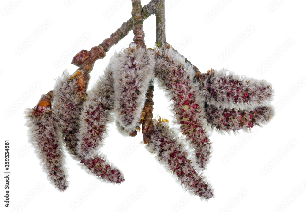 Wall mural spring april twigs with flowering buds wild aspen tree isolated macro