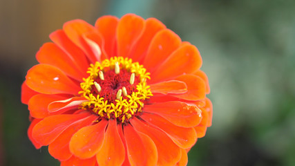 Beautiful blooming red flower in the garden. Summer time