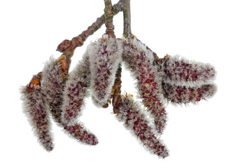 Spring April  twigs  with flowering buds wild aspen tree isolated macro