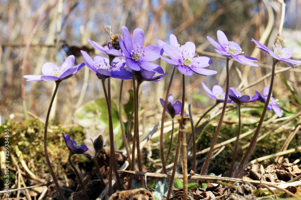 Wall mural first gentle blue flowers is blossom in forest