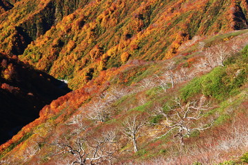 東北飯豊連峰　飯豊山山頂への道　切合小屋稜線から大日岳　紅葉の谷を望む